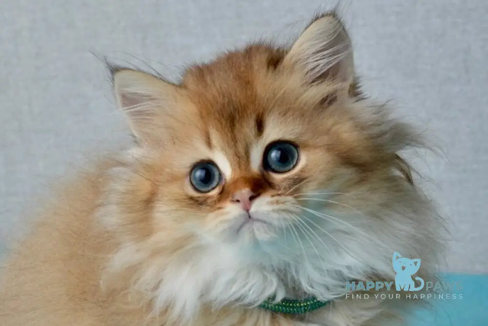 Liam Scottish Straight male black golden ticked tabby live animals