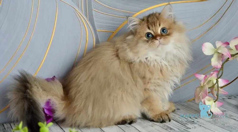 Liam Scottish Straight male black golden ticked tabby live animals