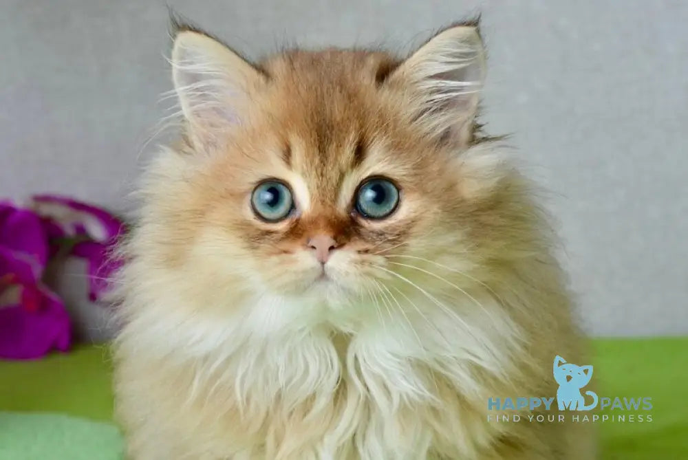 Liam Scottish Straight male black golden ticked tabby live animals