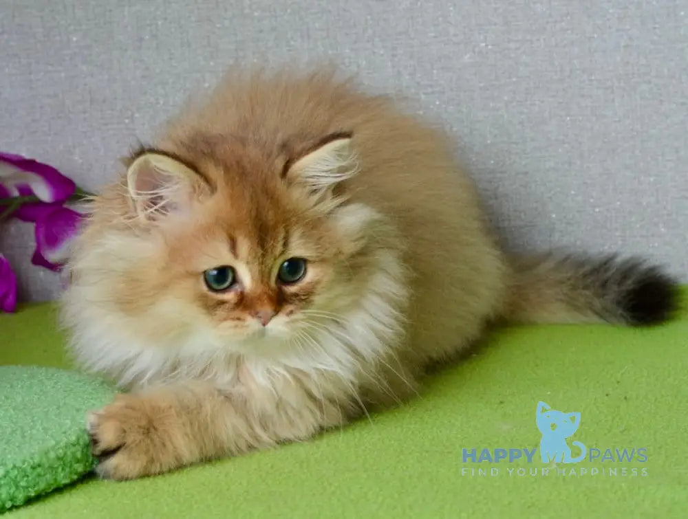 Liam Scottish Straight male black golden ticked tabby live animals