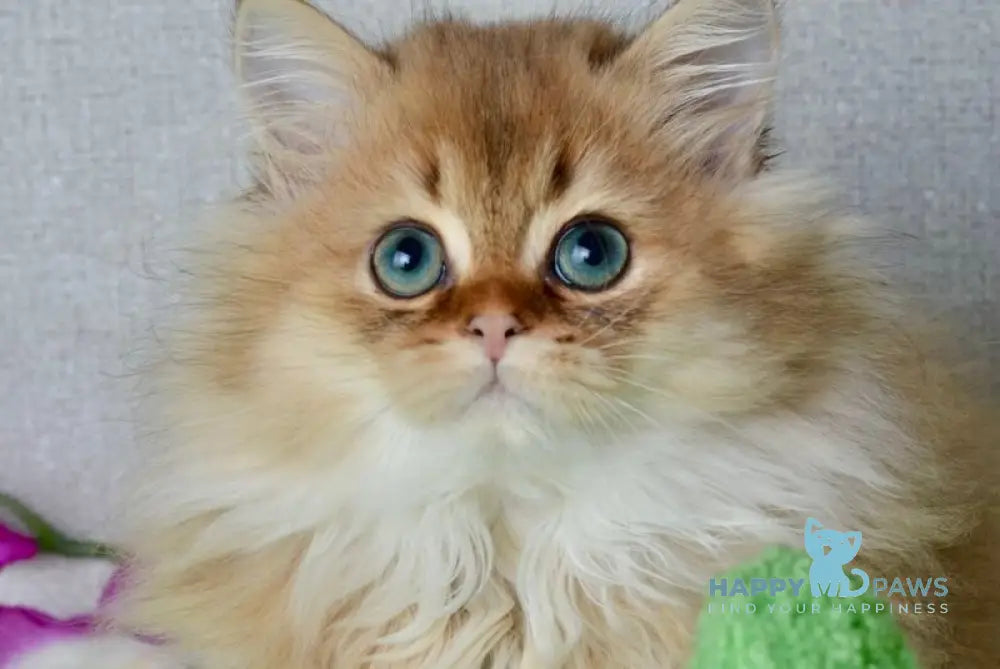 Liam Scottish Straight male black golden ticked tabby live animals