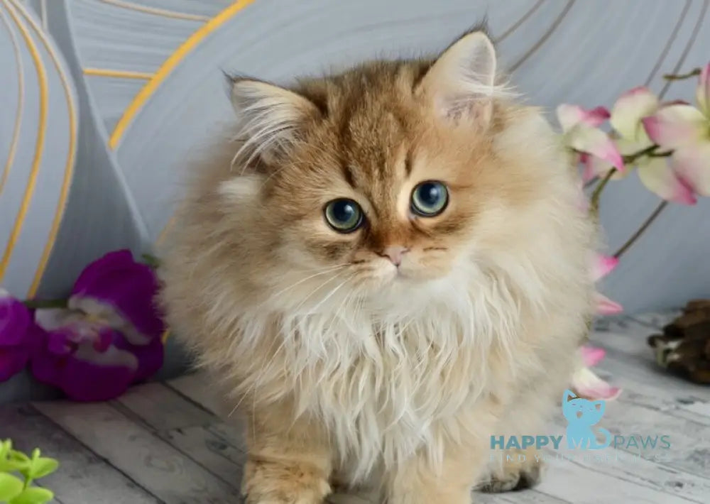 Liam Scottish Straight male black golden ticked tabby live animals