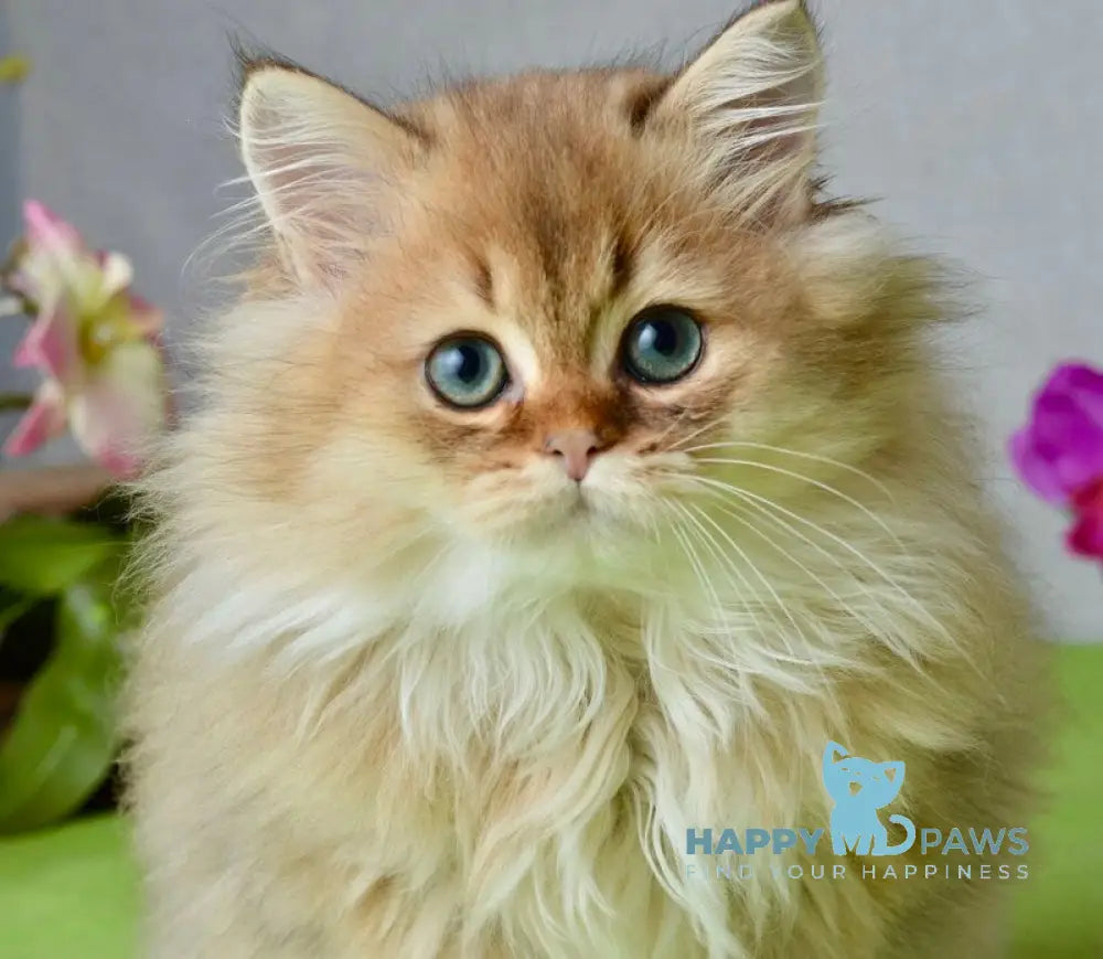 Liam Scottish Straight male black golden ticked tabby live animals