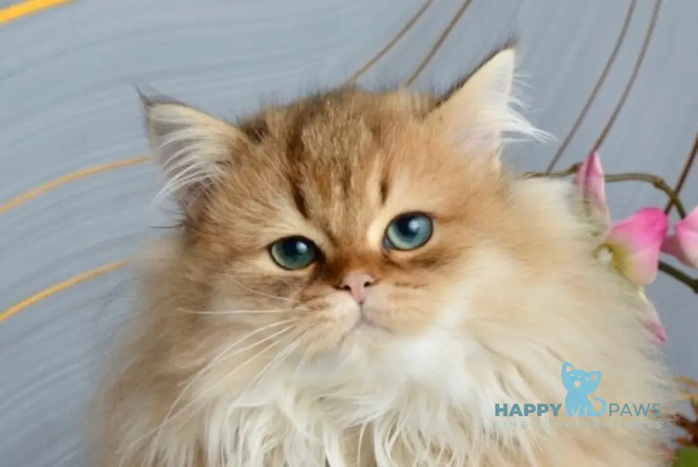 Liam Scottish Straight male black golden ticked tabby live animals