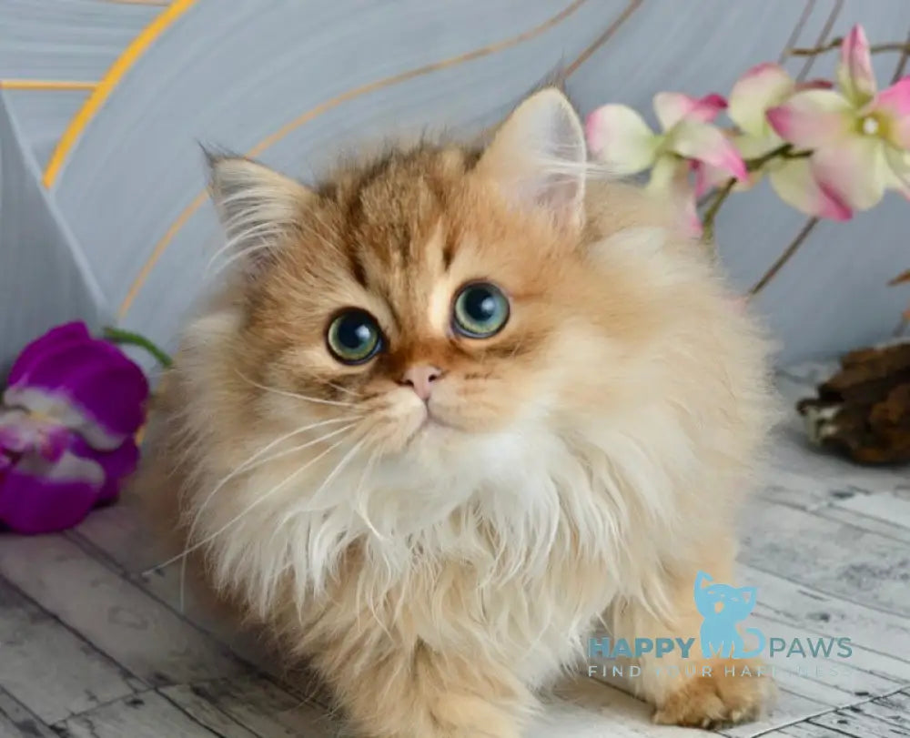 Liam Scottish Straight male black golden ticked tabby live animals