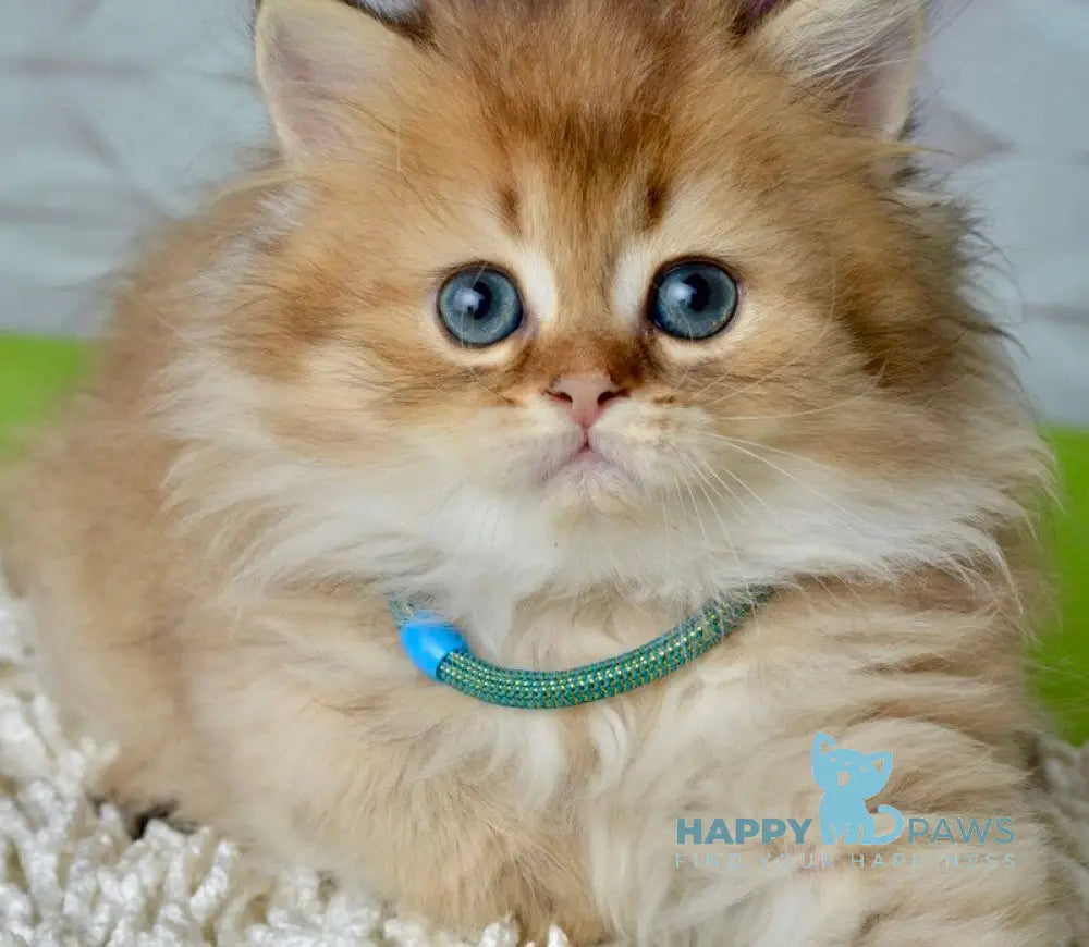 Liam Scottish Fold male black golden ticked tabby live animals