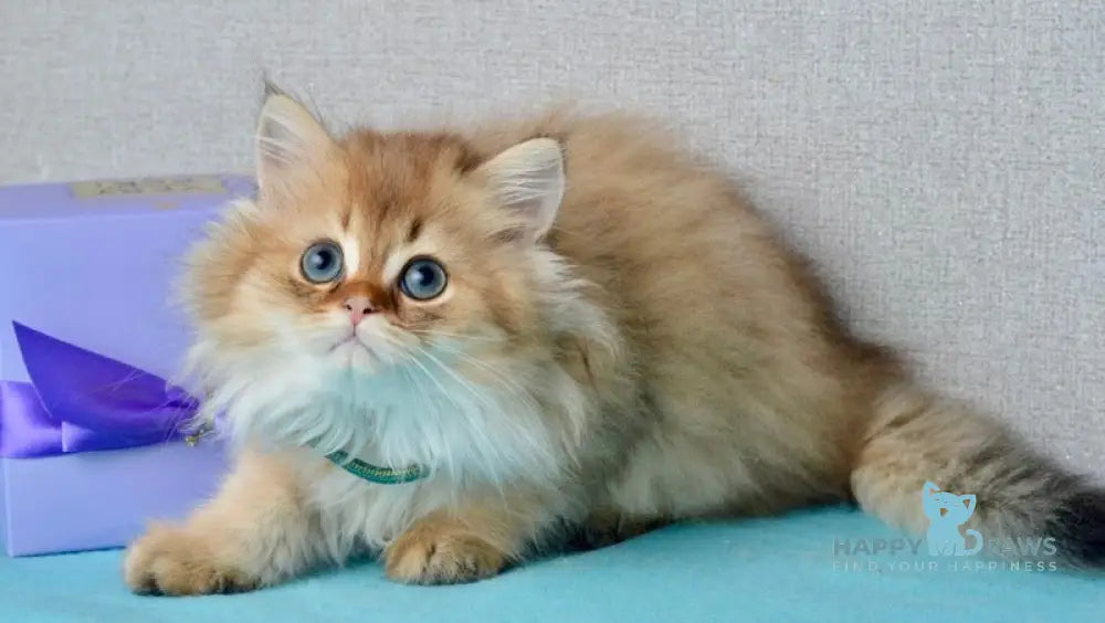 Liam Scottish Straight male black golden ticked tabby live animals