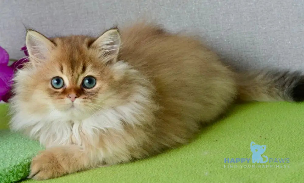 Liam Scottish Straight male black golden ticked tabby live animals