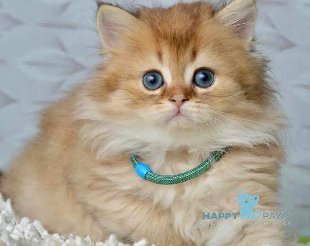 Liam Scottish Fold male black golden ticked tabby live animals