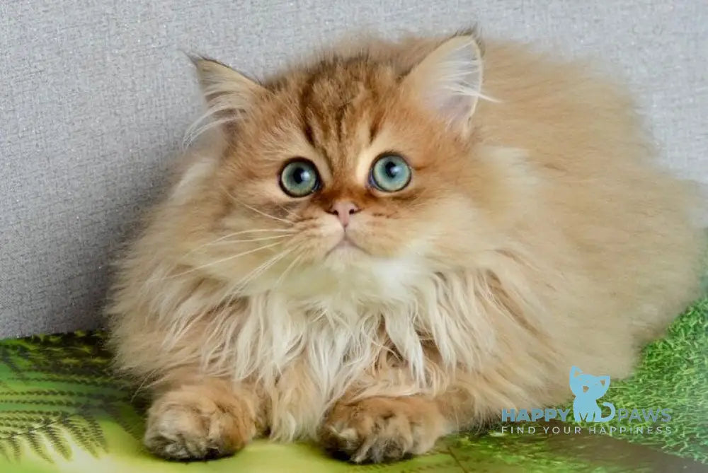 Liam Scottish Straight male black golden ticked tabby live animals