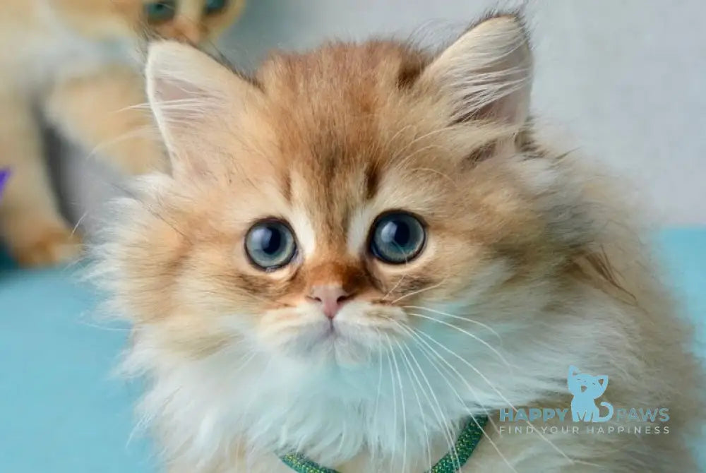 Liam Scottish Straight male black golden ticked tabby live animals