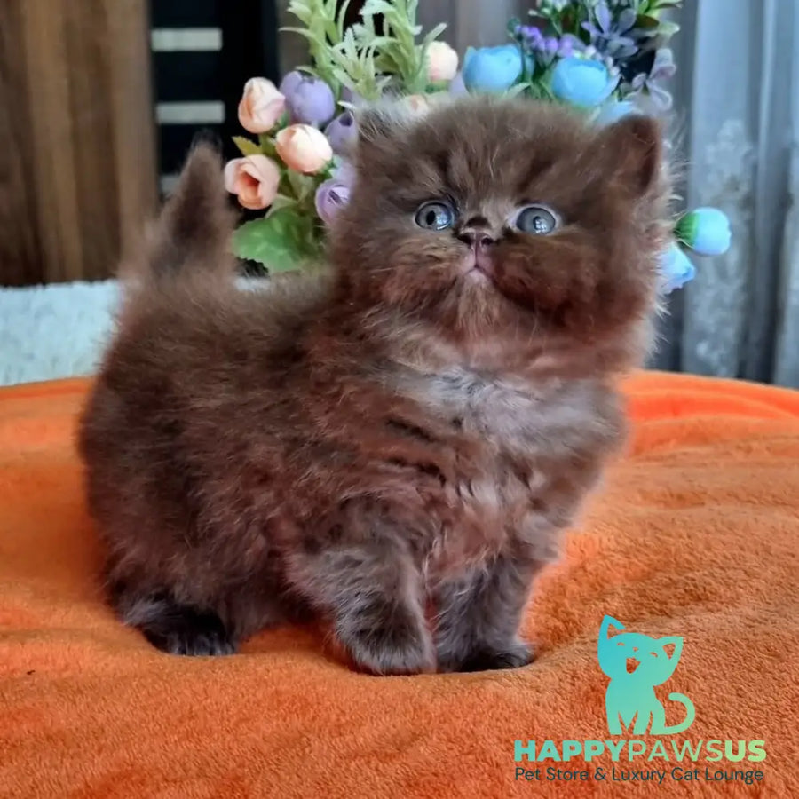 Liana British Longhair female chocolate - live animals