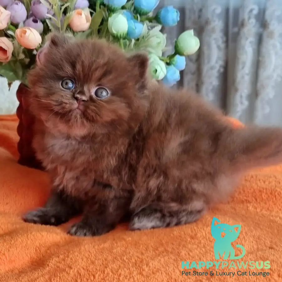 Liana British Longhair female chocolate - live animals