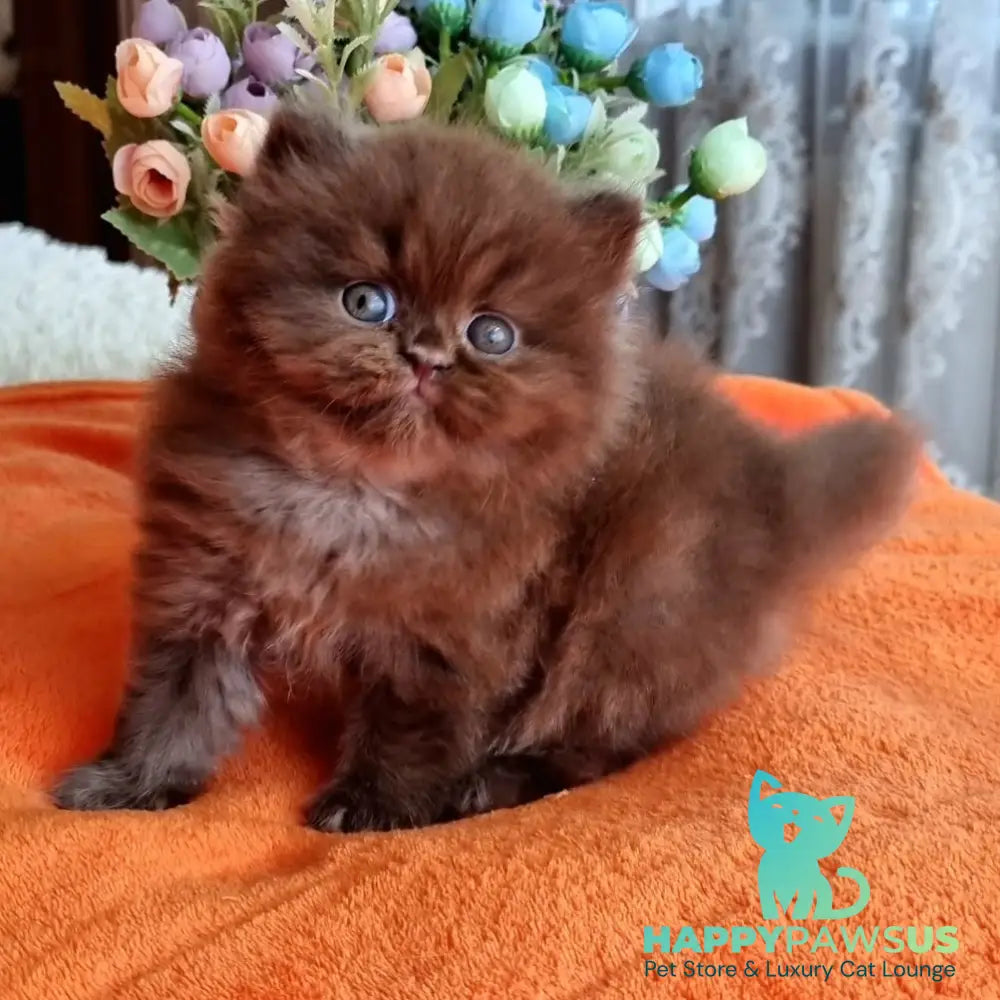 Liana British Longhair female chocolate - live animals