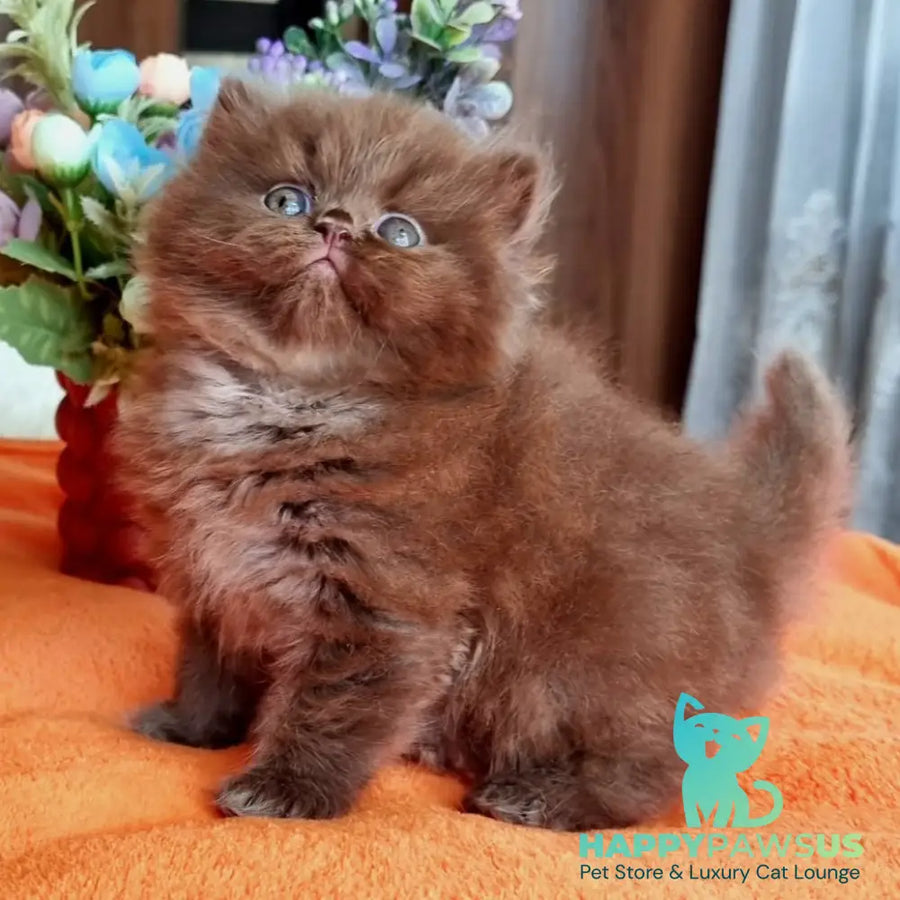 Liana British Longhair female chocolate - live animals
