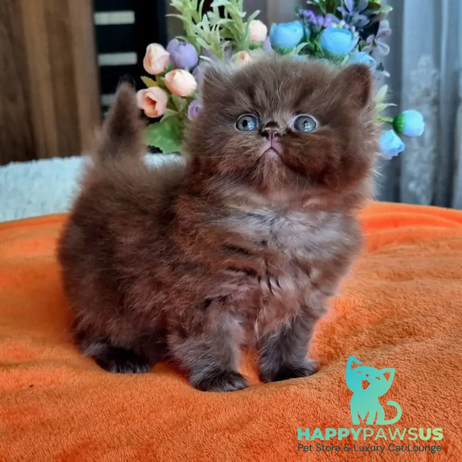 Liana British Longhair female chocolate - live animals