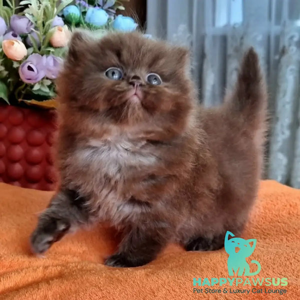 Liana British Longhair female chocolate - live animals