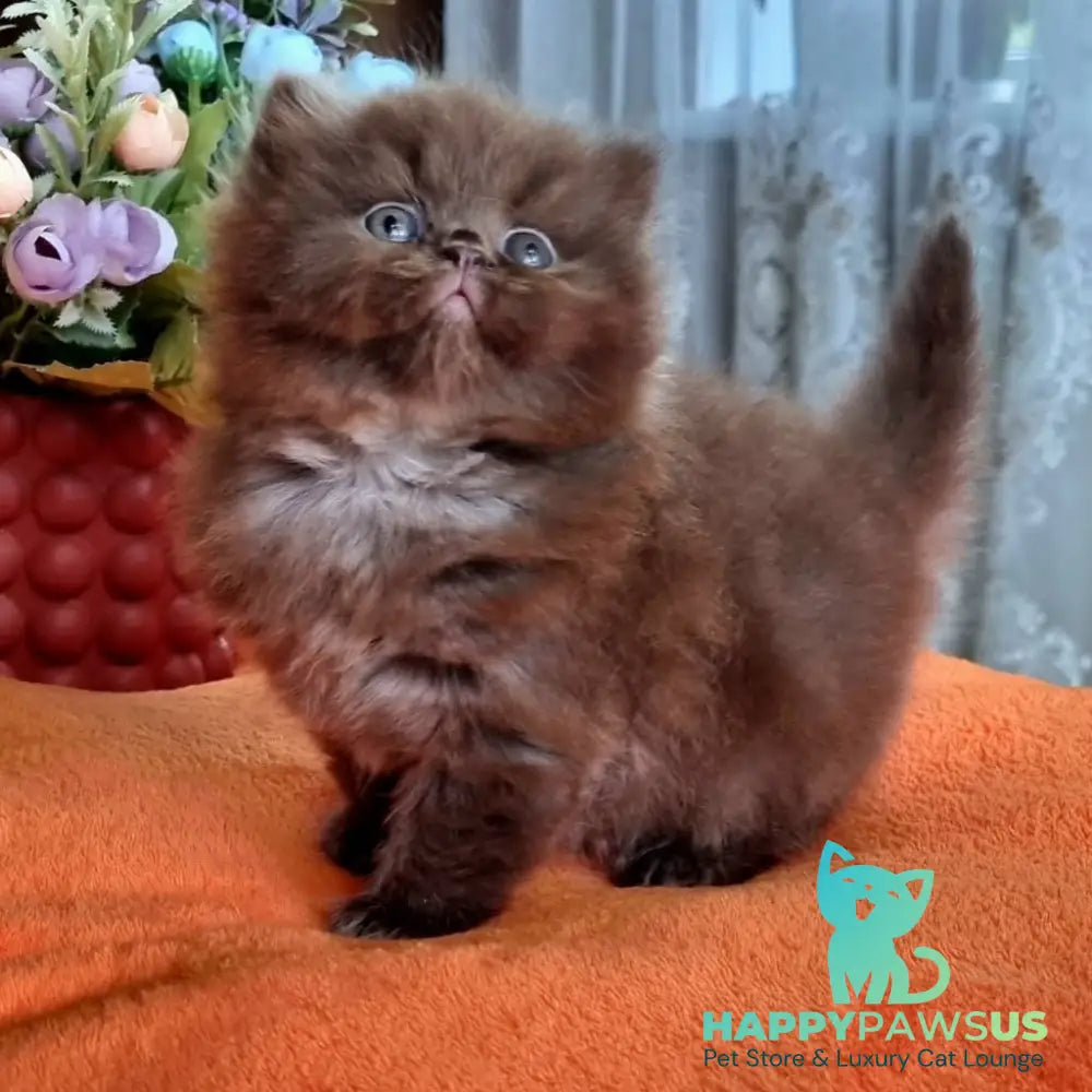 Liana British Longhair female chocolate - live animals