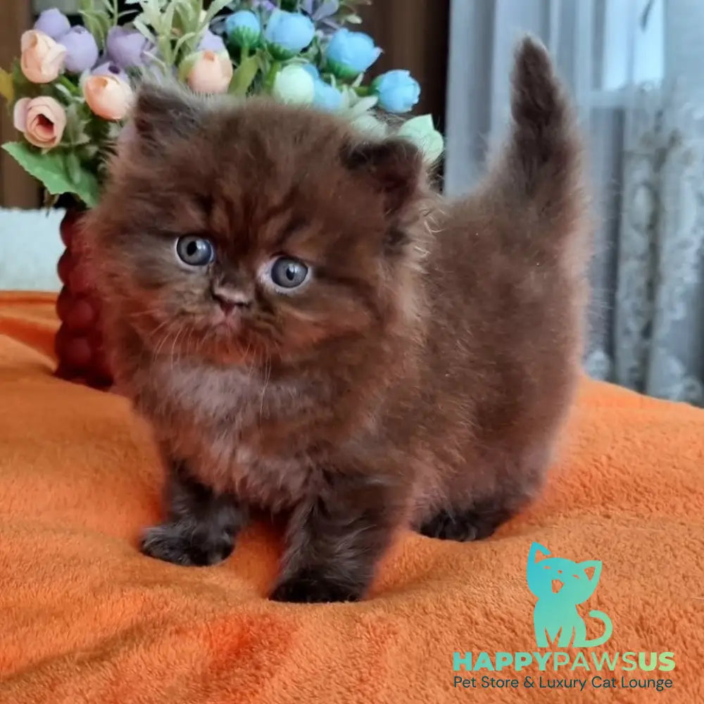 Liana British Longhair female chocolate - live animals