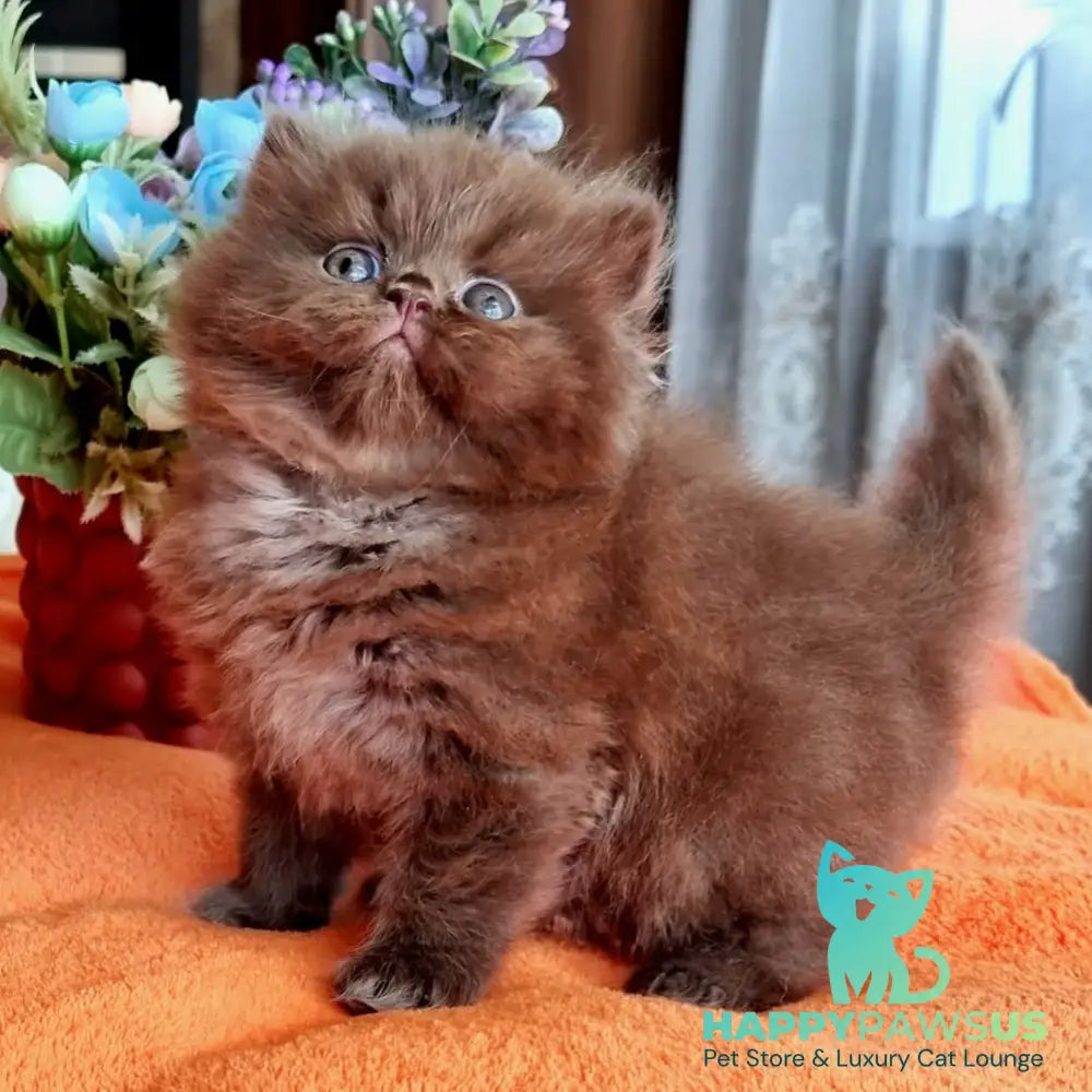 Liana British Longhair female chocolate - live animals