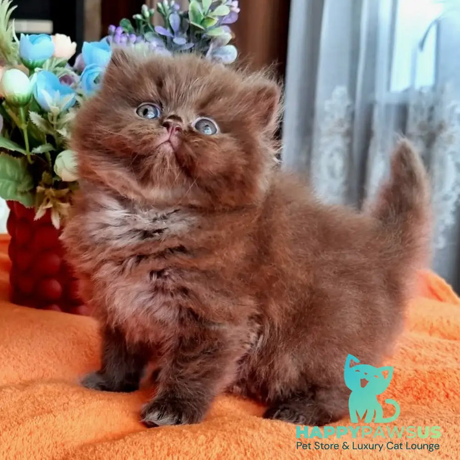 Liana British Longhair female chocolate - live animals