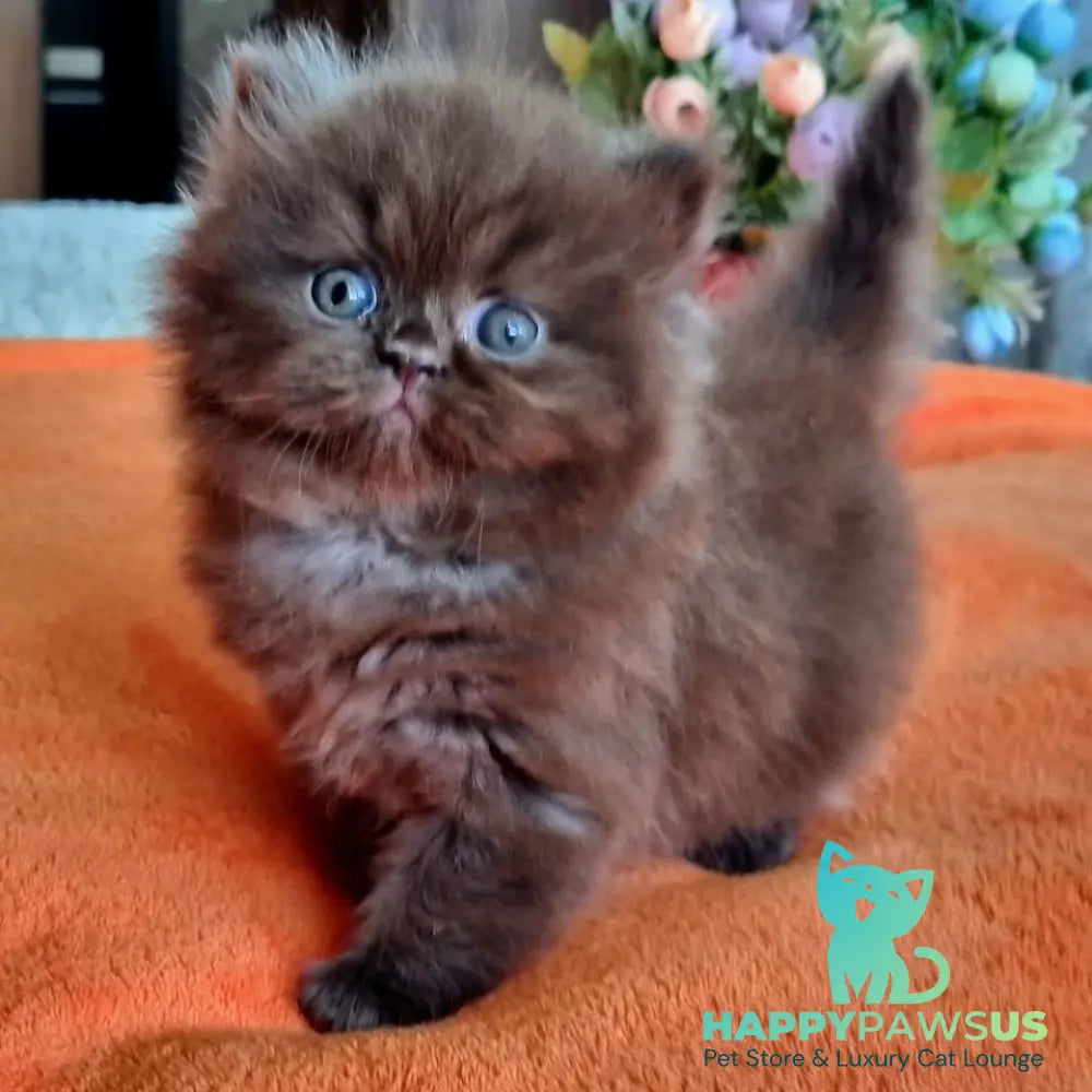 Liana British Longhair female chocolate - live animals