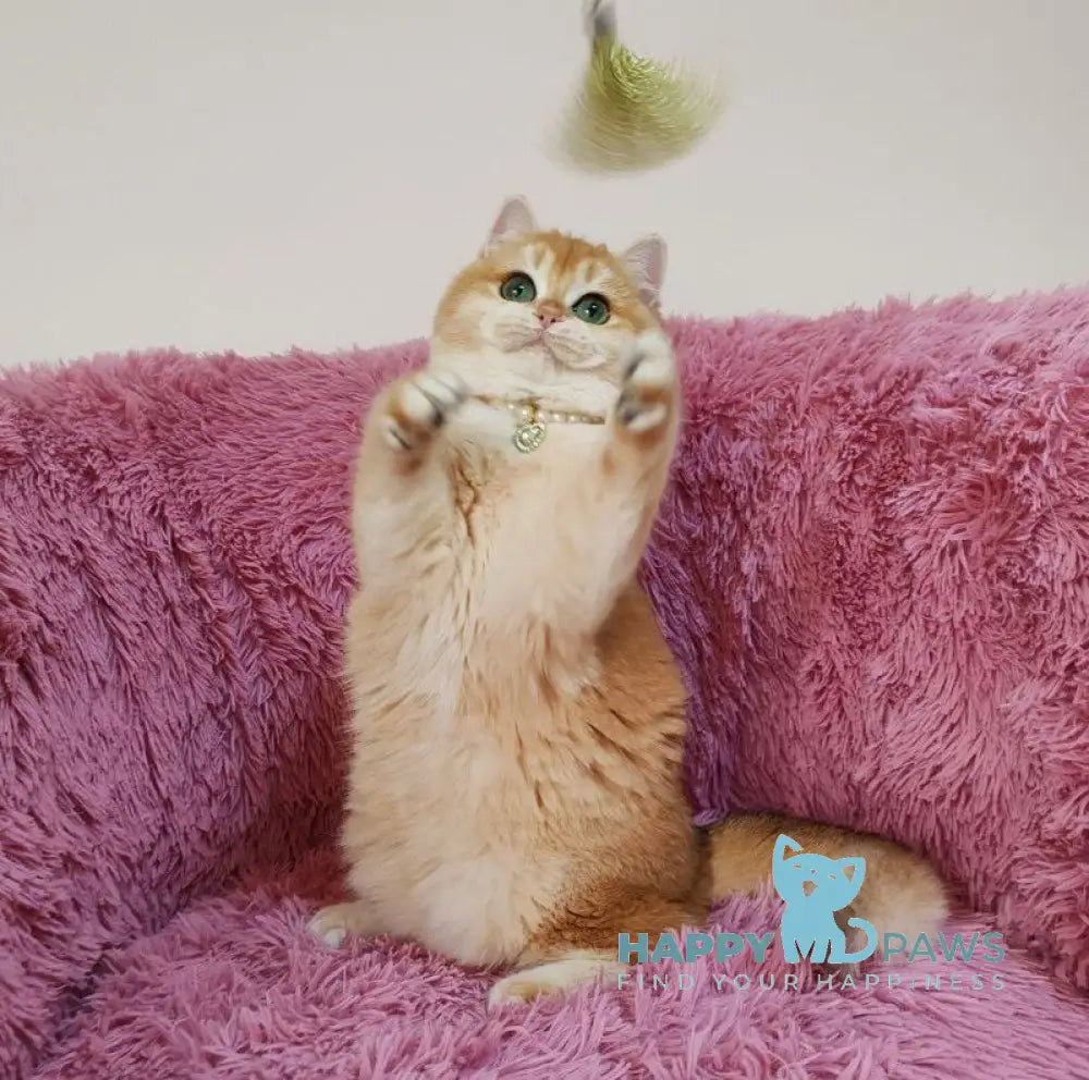 liana British Shorthair female black golden chinchilla live animals