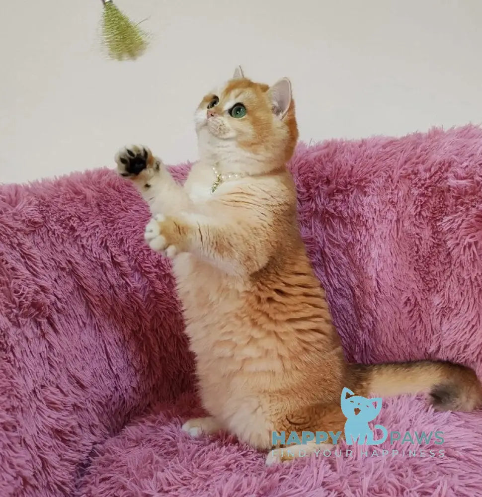 liana British Shorthair female black golden chinchilla live animals