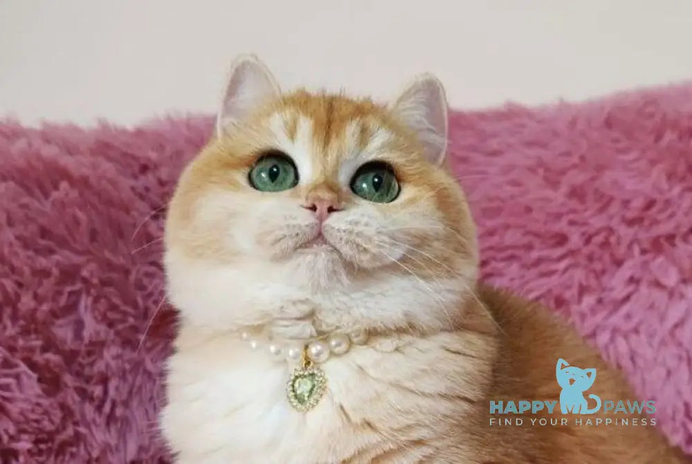 liana British Shorthair female black golden chinchilla live animals