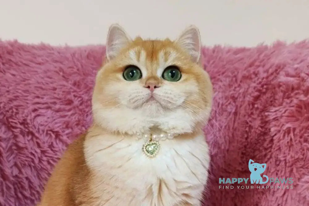 liana British Shorthair female black golden chinchilla live animals