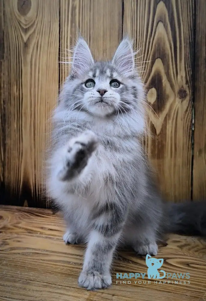 Liana Maine Coon female blue silver ticked tabby live animals