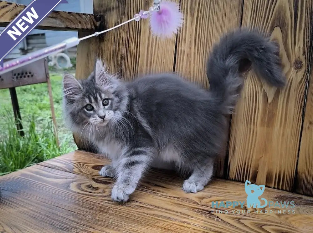 Liana Maine Coon female blue silver ticked tabby live animals