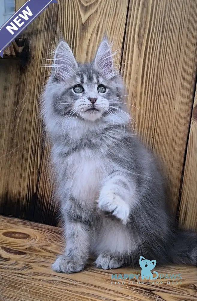 Liana Maine Coon female blue silver ticked tabby live animals