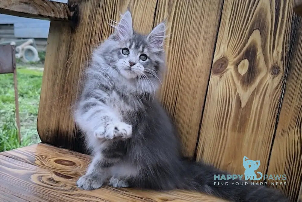 Liana Maine Coon female blue silver ticked tabby live animals