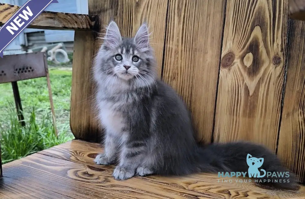 Liana Maine Coon female blue silver ticked tabby live animals