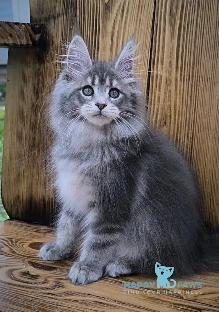 Liana Maine Coon female blue silver ticked tabby live animals