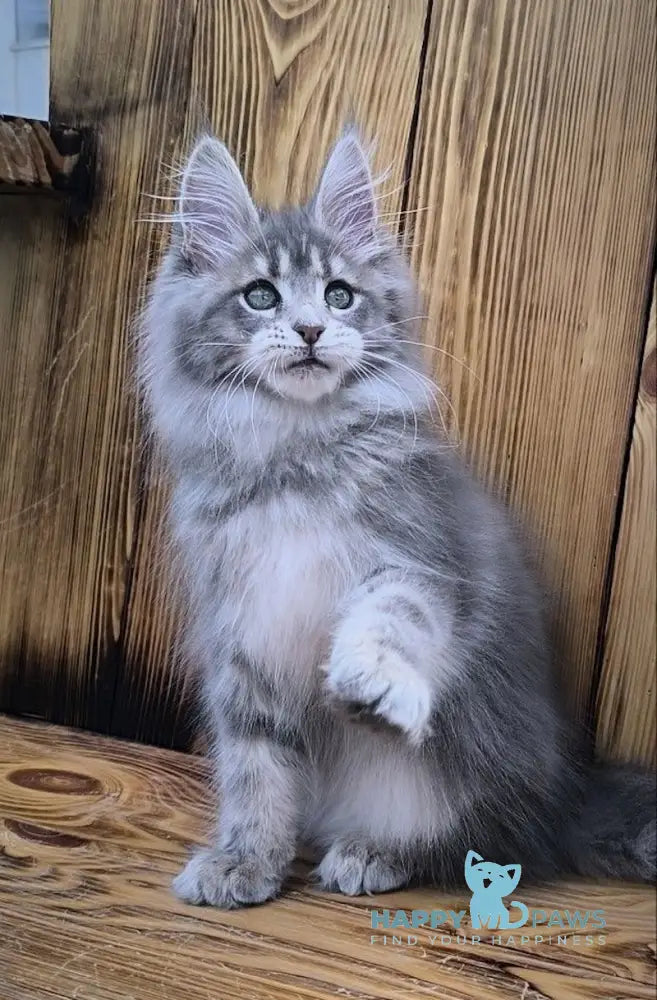 Liana Maine Coon female blue silver ticked tabby live animals