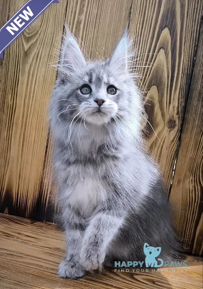 Liana Maine Coon female blue silver ticked tabby live animals