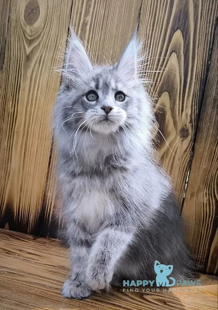 Liana Maine Coon female blue silver ticked tabby live animals