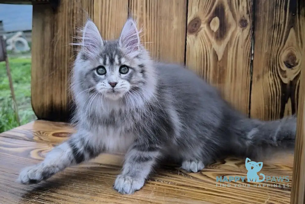 Liana Maine Coon female blue silver ticked tabby live animals