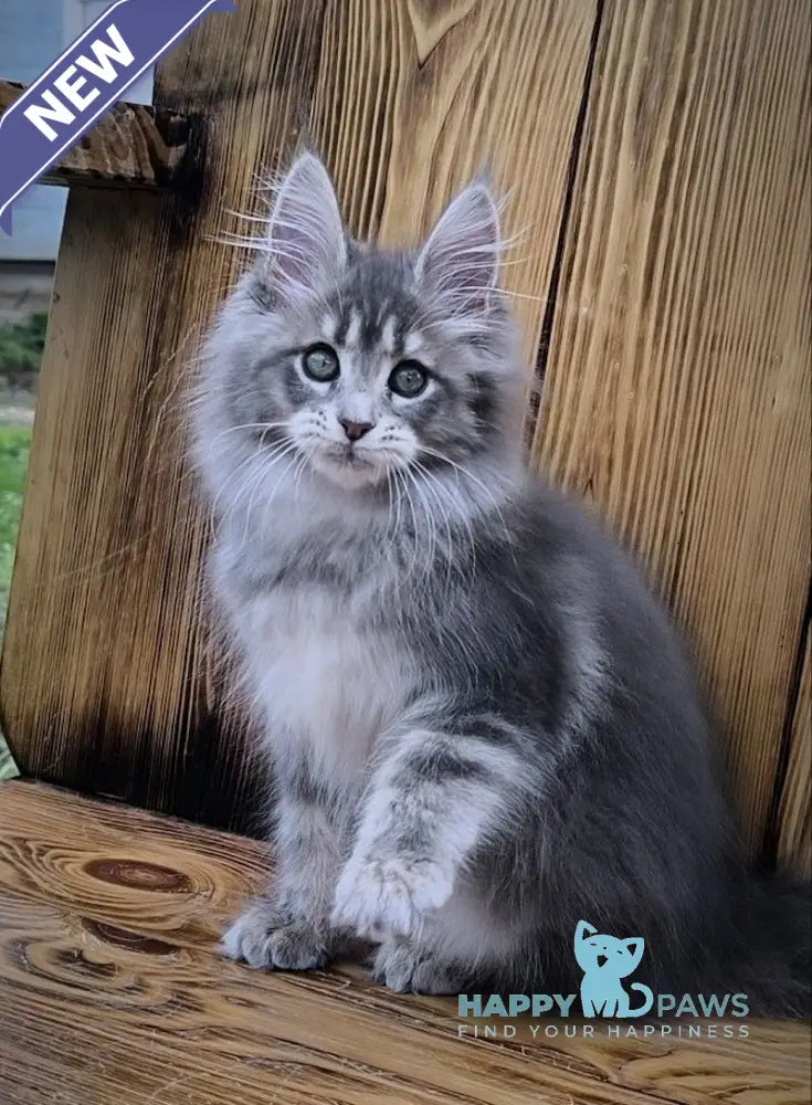 Liana Maine Coon female blue silver ticked tabby live animals