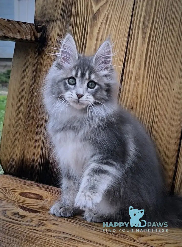 Liana Maine Coon female blue silver ticked tabby live animals
