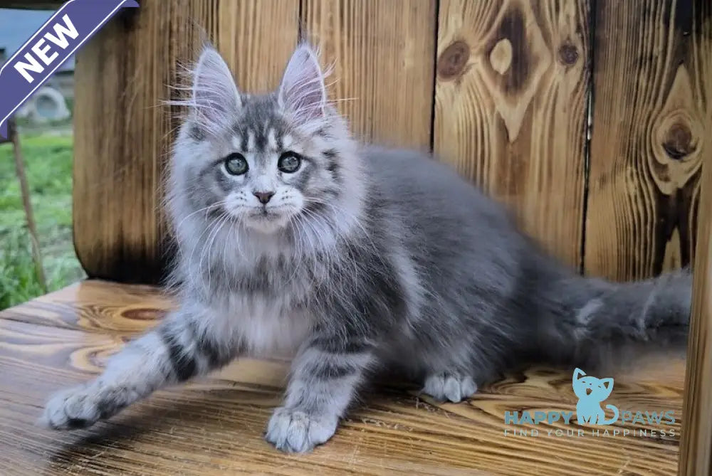 Liana Maine Coon female blue silver ticked tabby live animals