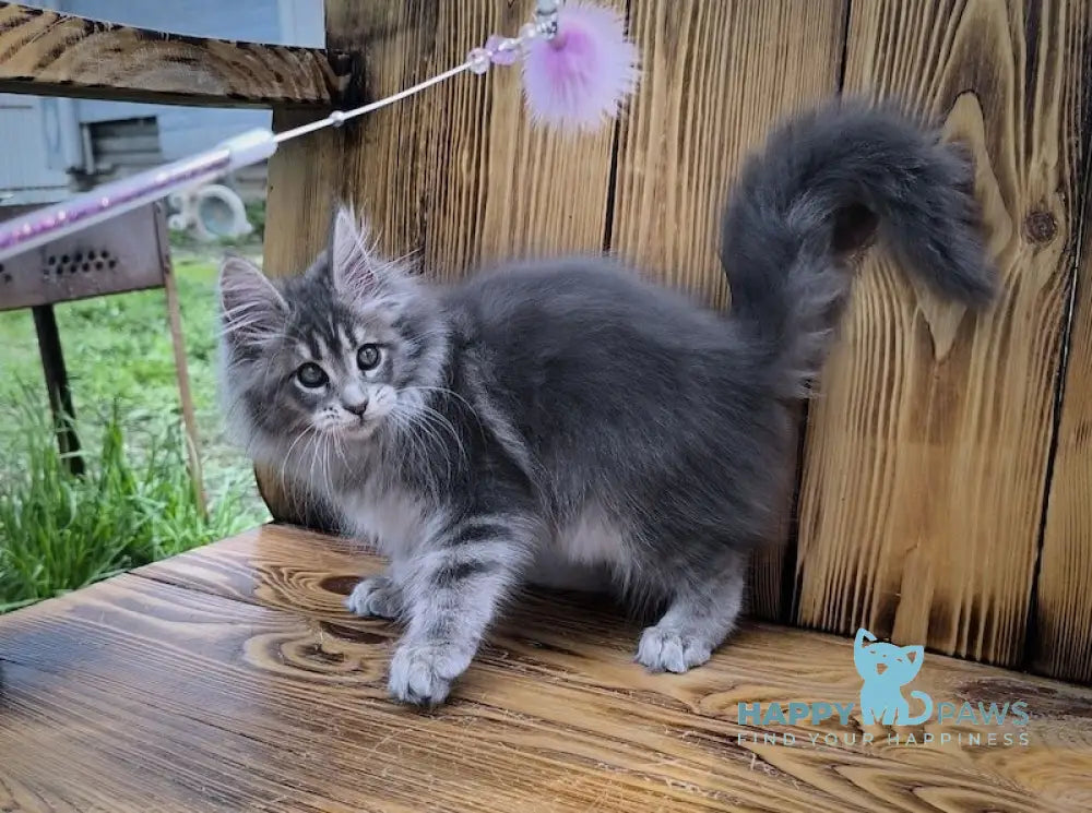 Liana Maine Coon female blue silver ticked tabby live animals