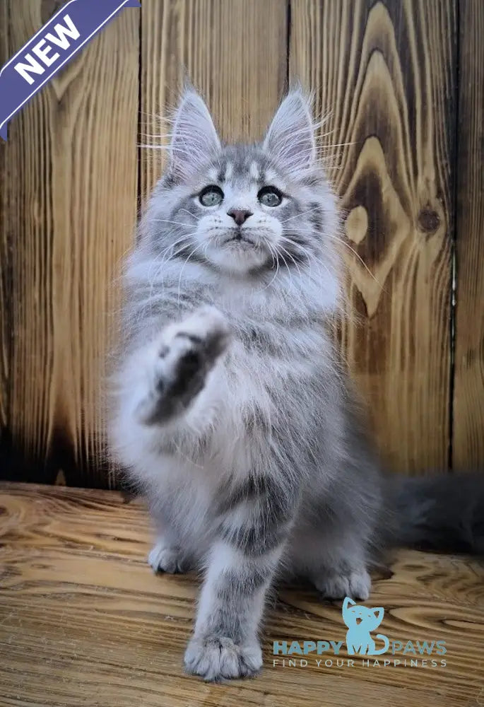 Liana Maine Coon female blue silver ticked tabby live animals