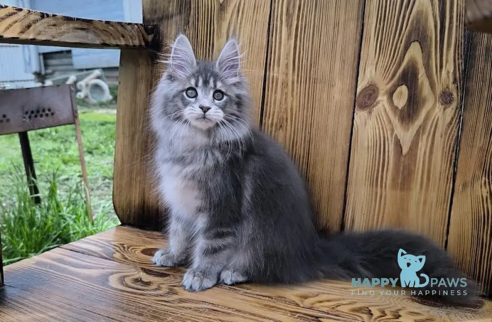 Liana Maine Coon female blue silver ticked tabby live animals