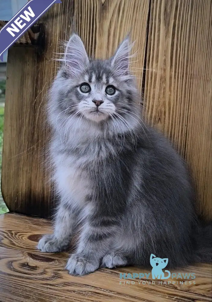 Liana Maine Coon female blue silver ticked tabby live animals