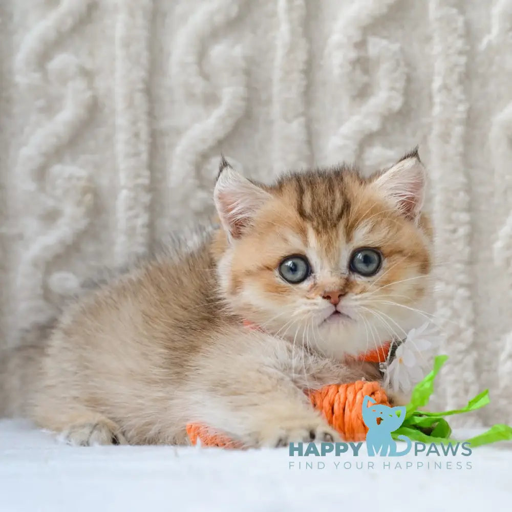 Liana Munchkin female black golden ticked tabby live animals