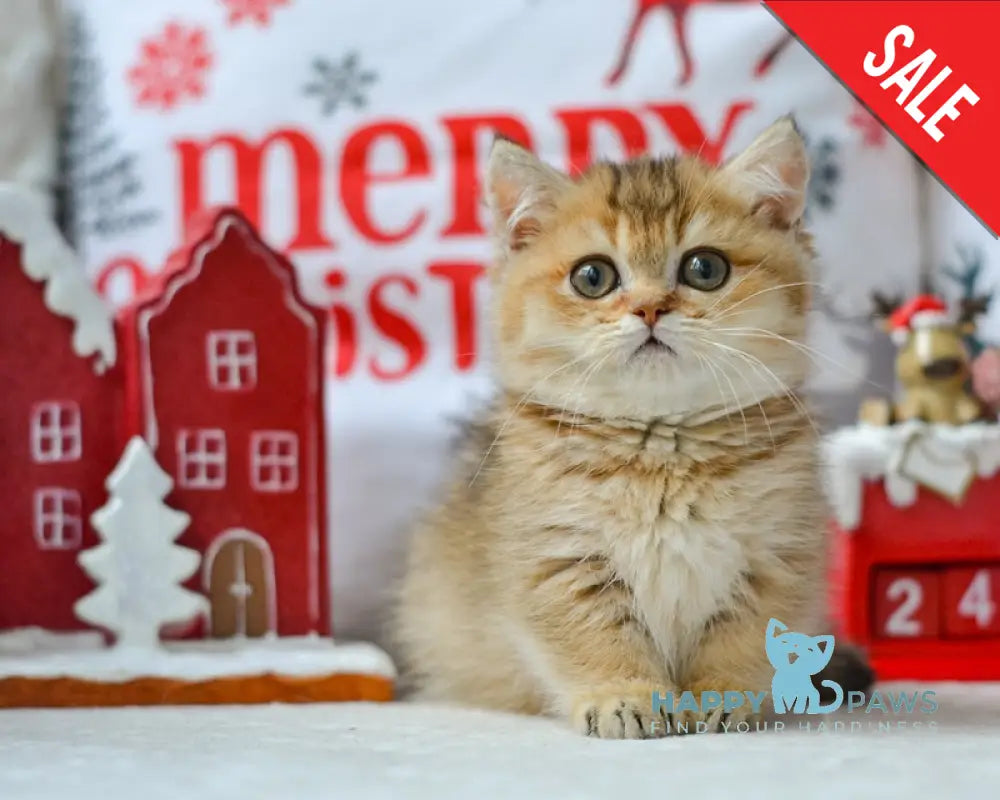 Liana Munchkin female black golden ticked tabby live animals