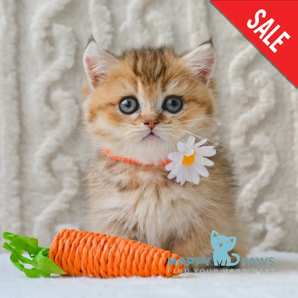 Liana Munchkin female black golden ticked tabby live animals